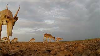 Close-up Of Male Saiga Antelope In Uzbekistan