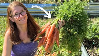 How To Harvest and Store Carrots the Easy Way