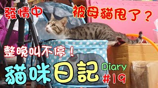 『貓咪日記#19』整晚叫不停！被母貓甩了？ Mimi Cat Diary