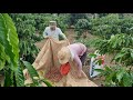 This is how Vietnamese farmers pick coffee. The two grandparents picked coffee very hard