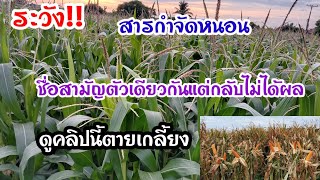 สารกำจัดหนอนในไร่ข้าวโพดที่ได้ผลพ่น 2 ครั้งได้เก็บผลผลิตไม่สิ้นเปลืองทุน