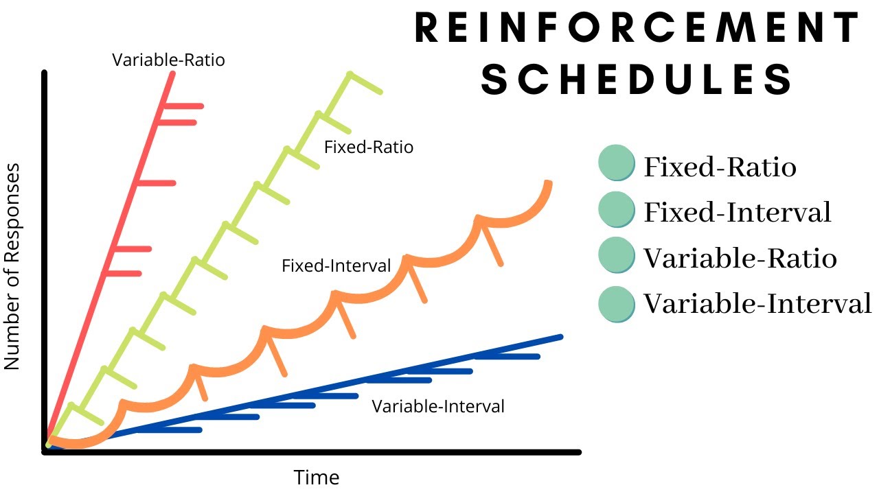 What Are The Reinforcement Schedules In Operant Conditioning? - YouTube