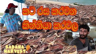 කට රස කරවන කින්නියා කරවල ll කරවල හදන හැටි ll Sadana Harvest