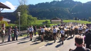 Viehscheid Obermaiselstein 2013