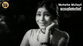 Muttathe mullayil |മുറ്റത്തെ മുല്ലയിൽ |Odayil Ninnu (1965)|G Devarajan |S Janaki |Central Talkies