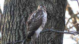 Juvenile Red-tailed Hawk in Central Park Meets Squirrel