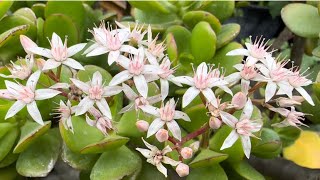 What Makes Jade Plant Bloom