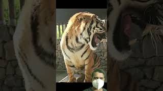 Angry tiger growling vehemently at his instructor #angrytiger #wildanimals #zooanimals