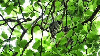 神奈川県大磯町のサンコウチョウ（雌）抱卵中　その１（4K60P動画）