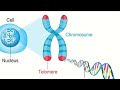 the chromosome