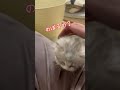 こりゃあ、甘え上手！たまらん！【子猫、ミヌエット】