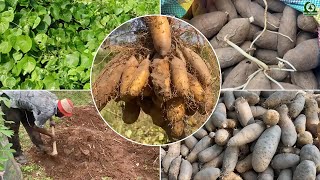 Dioscorea esculenta(Lesser yam) production