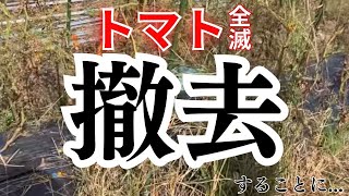 【トマト】全滅したので撤去します