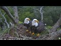 AEF - NEFL Eagles ~ Samson & Gabby Sprucing Up The Nest & Spending The Night!! ♥♥  9.17.21