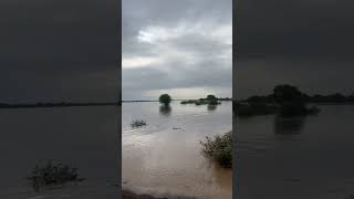 Vardha Nadi (Penganga River) Munigipoina Bridge. #shorts #bridge #river #floods