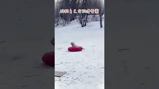 看它这么开心，好想让它去上班啊～狗狗 狗狗玩雪 狗狗的心思都写在脸上了 治愈系  画画