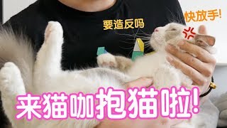 【大渔频道】来猫咪咖啡厅挑战抱猫啦！！没有什么是一袋猫零食解决不了的！