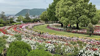 RSKバラ園 薔薇の花 岡山県岡山市 2021.05.17