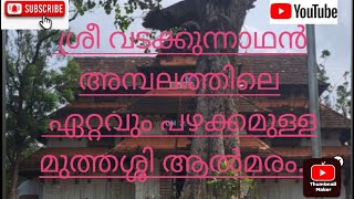 ശ്രീ വടക്കുന്നാഥൻ അമ്പലത്തിലേ  ഏറ്റവും പ്രായം കൂടിയ  മുത്തശ്ശി ആൽമരം.... #malayalamvlog #nandhusvlog