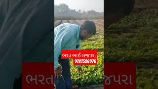 રીંગણી ના બિયારણ તથા રોપા #day19 #agriculture #day90 #farming #popular #farmer #king #plants #farm