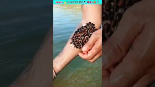 Why do these insects stick? 😱 Ticks on human #facts #viral #shorts