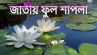 বাংলাদেশের জাতীয় ফুল শাপলা | National Flower