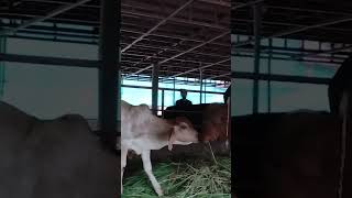 #Kid in #happy #mood at #GouSwarga, Bhankuli, Uttara Kannada | #Desicow #calf #savedesicows