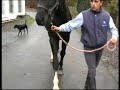 farrier quick takes jim ferrie spiral shoe