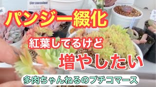 【多肉植物】多肉を増やそう❣️紅葉してるけど🍁パンジー綴化を増やしたい❣️