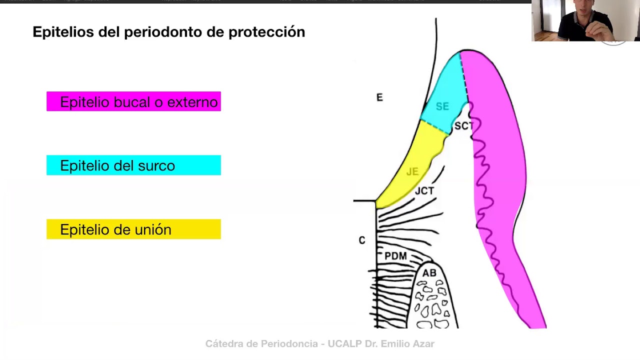 2 Biologia Tejidos Periodontales Periodonto De Proteccion Dr Azar 2020 ...