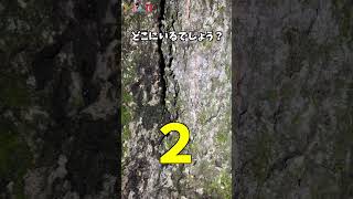 クワガタ見つけられる？【難易度:中辛】#shorts