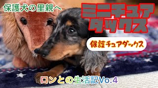 【ミニチュアダックス】保護犬ロンの生活記VO.4。保護チュアダップルは毎日ワンパク。里親は1日1日の成長が喜びです。