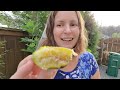 how to test fig ripeness first fig harvest and a taste test figtree