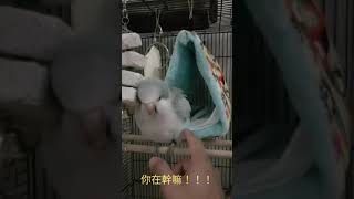 藍銀絲和尚鸚鵡🐦 菲菲~磨屁屁♡