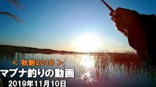 【秋鮒2019】マブナ釣りの動画　Crucian fishing in Autumn.