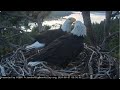 Jackie and Shadow love team FOBBV CAM Big Bear Bald Eagle Live Nest - Cam 1 / Wide View - Cam 2