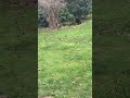 european doberman in attack mode funny doberman dobermans europe doglover kids