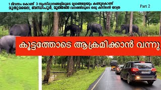 വൈകുന്നേരം മുത്തങ്ങ വഴി പോയാൽ muthanga wiled life