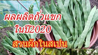 #เข้าสวนมาเก็บผลผลิตถั่วแขกฝักใหญ่ๆปี2020ค่ะ(la judias plana)/แม่บ้านสเปน