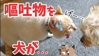 【嘔吐物を】突然現れた犬が猫の吐いたモノを···。 ミスりカラス\u0026ナーバス亀\u0026お腹姐御\u0026拒否犬 20210130、カラス\u0026四つ足カルテット