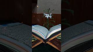 Quran Recitation 🤩🕌 #tilawatequran  #shorts  #youtubeshorts
