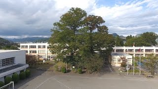 【SANOMEDIA】葛生小学校 大けやき ドローン空撮映像