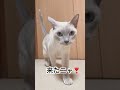 呼ぶと来てくれる猫がかわいすぎる　 catlover