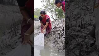 আজ খাঁড়িতে প্রচুর মাছ ধরলাম #Sundarban #fishing #adventure #fish