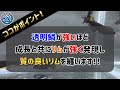 めだか【五式系統の楽しみ方】透明鱗とブラックリムの魅力や累代ポイントなどなど《スパイメダカ》