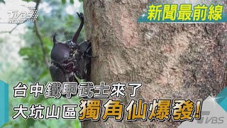 台中鐵甲武士來了  大坑山區獨角仙爆發!｜TVBS新聞 @TVBSNEWS01