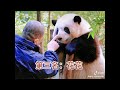 🐼｜不会送出国的四只熊猫 个个都是显眼包 古灵精怪好搞笑｜panda大熊猫｜可爱 搞笑 治愈