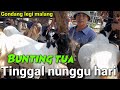 UPDATE !! HARGA KAMBING HARI INI,DI PASAR HEWAN GONDANG LEGI MALANG.RABO 20 NOVEMBER 2024.