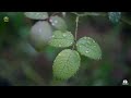 『五行養生樂』清涼如水，婉轉深沉，沁人心脾《檐下雨意》