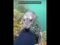 Seal Plays With Divers Leg #nature #sealife #ocean #diving #funnyvideo #cute #cuteanimals #shorts